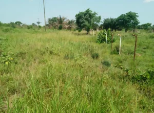 Investment land for sale in Kpando Kudzra Volta Region