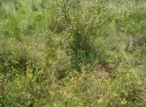 Main road access land for sale in Kpando Kudzra